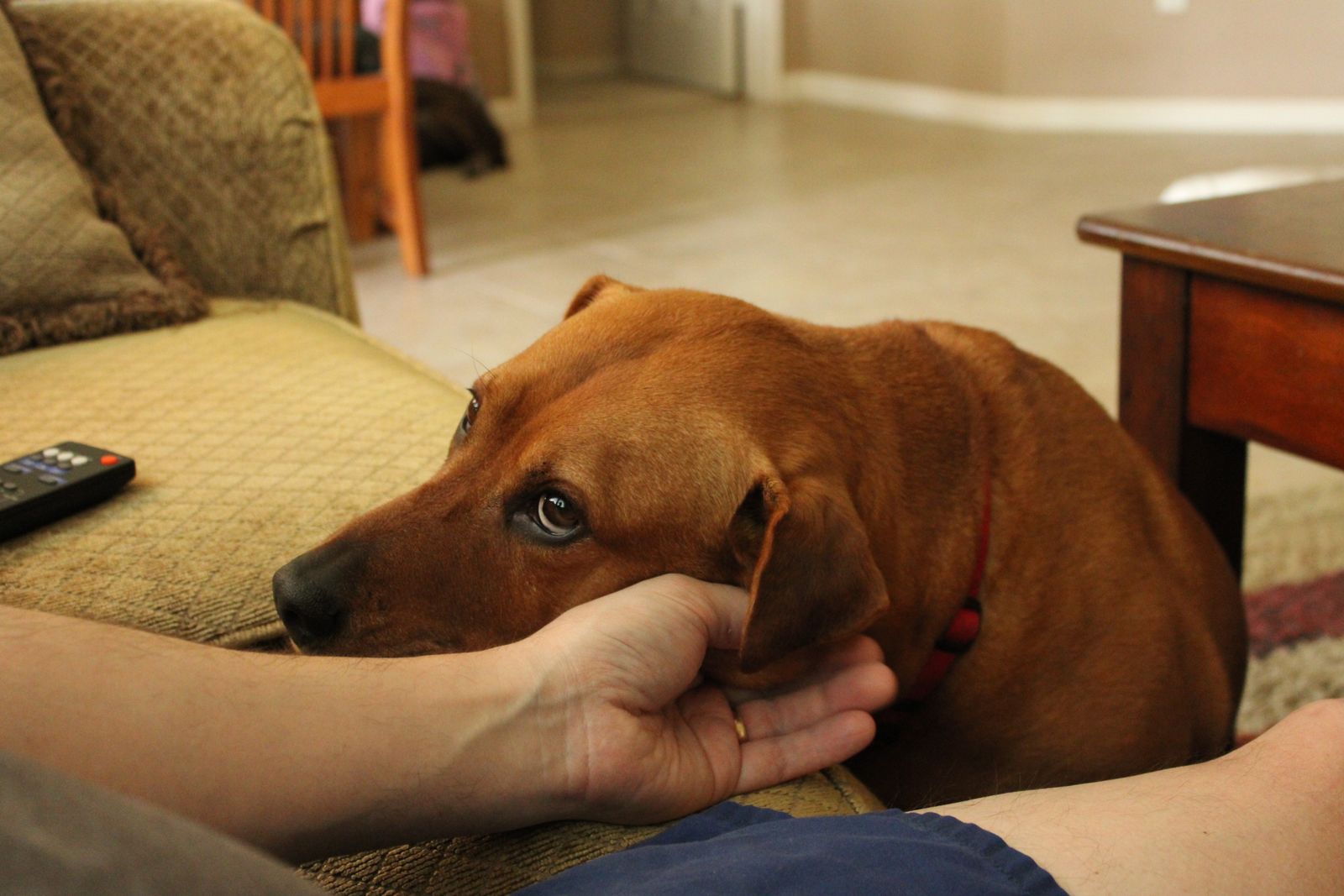 A dog resting its chin on someone's hand in a living room.